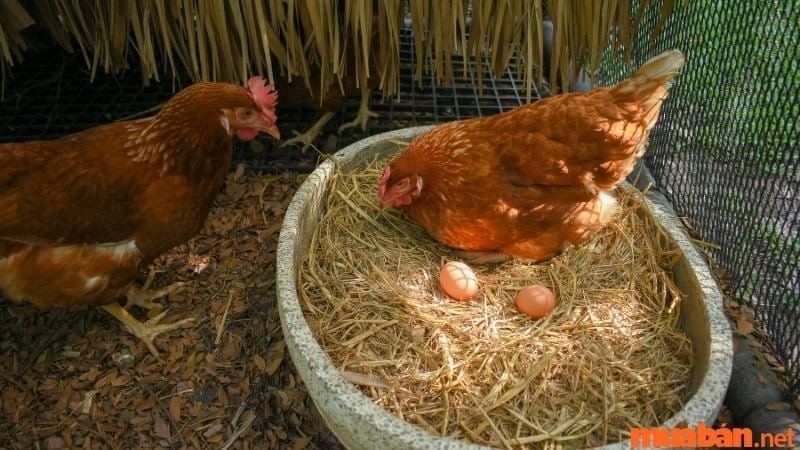 Giải mã giấc mơ thấy gà đẻ trứng