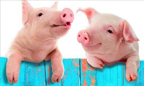 Giải mã giấc mơ thấy heo mang lại điềm lành