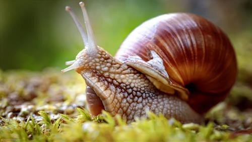 Giải mã giấc mơ thấy ốc sên