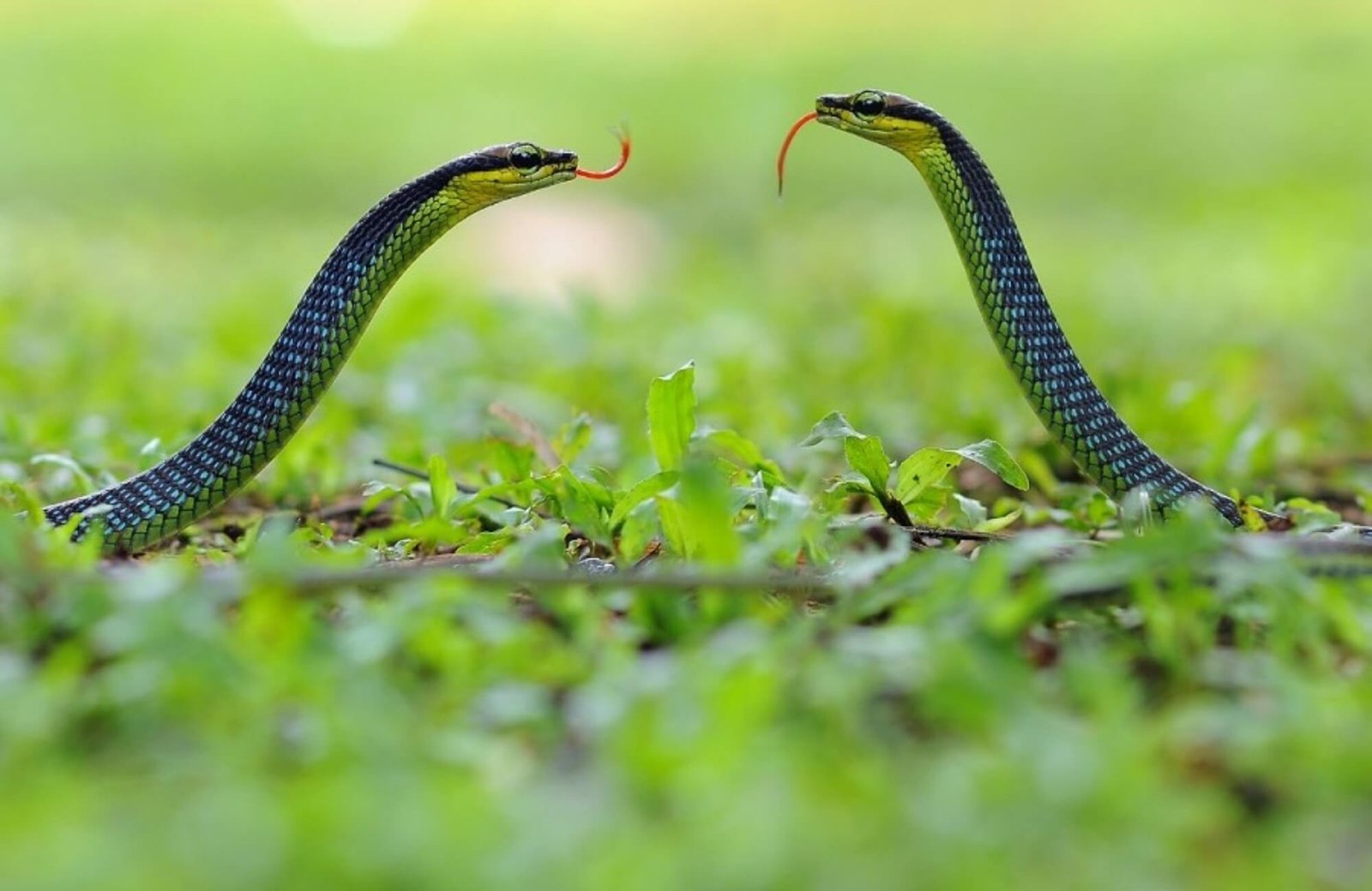 Giải mã giấc mơ thấy rắn cạp nia