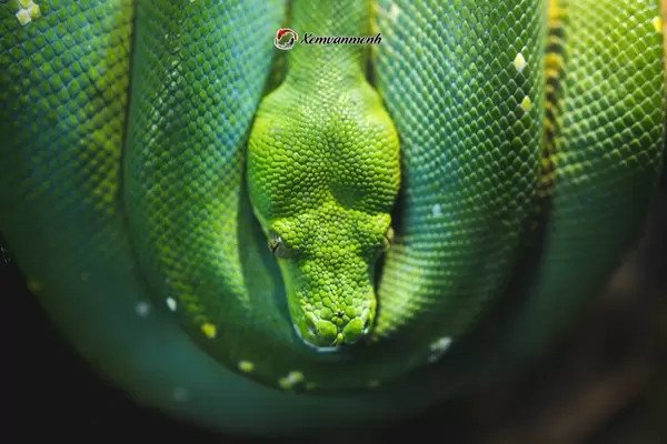Giải mã giấc mơ thấy rắn quấn cổ