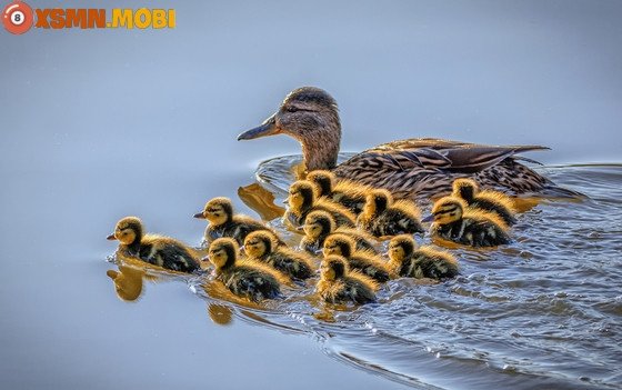 Giải mã giấc mơ thấy vịt và ý nghĩa điềm báo