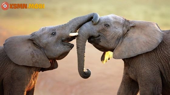 giải mã giấc mơ về voi và các con số may mắn