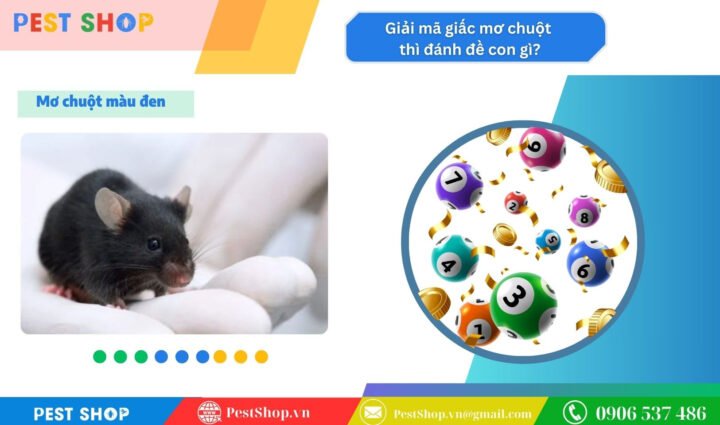 Giải mã mơ thấy con chuột đánh số mấy khi là chuột đen