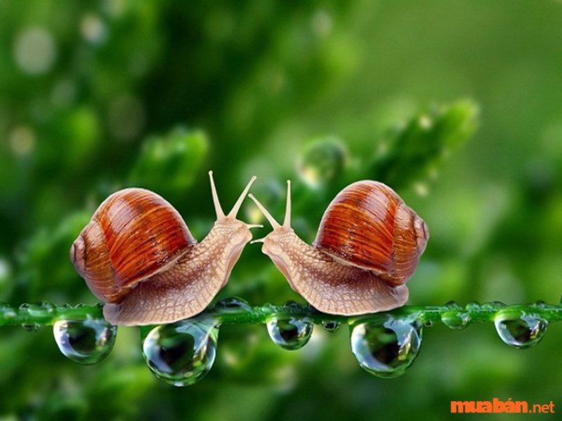 Giải mã về những giấc mơ thấy ốc