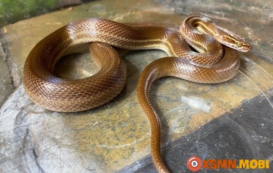 Giải mã ý nghĩa giấc mơ thấy rắn bò vào trong nhà mang lại con số may mắn