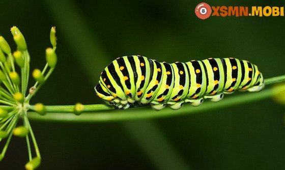 Giải mã ý nghĩa nằm mơ thấy sâu đánh số mấy