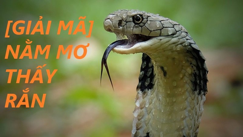 Giải mã ý nghĩa tâm linh khi mơ thấy rắn