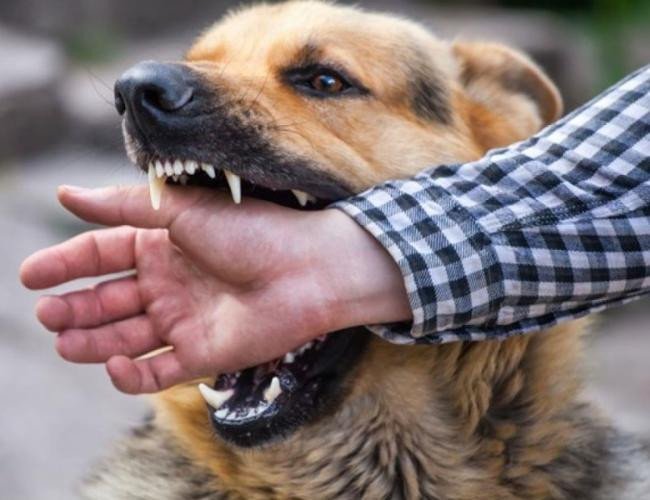Giải thích mơ thấy chó cắn phản ánh lo lắng hoặc mâu thuẫn trong cuộc sống