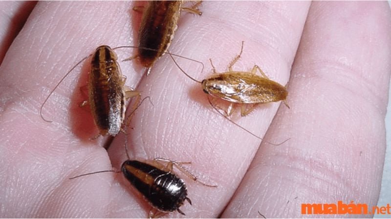 Gián con là lời nhắc nhở về lòng tốt và sự sẻ chia