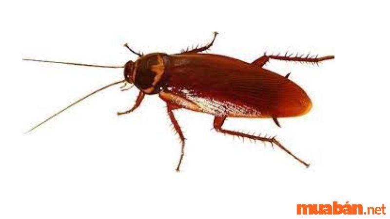 Gián là biểu tượng của nỗi sợ hãi hoặc những vấn đề tiềm ẩn trong tâm lý