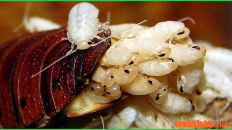 Gián sinh con là điềm báo tốt lành cho chuyện tình cảm