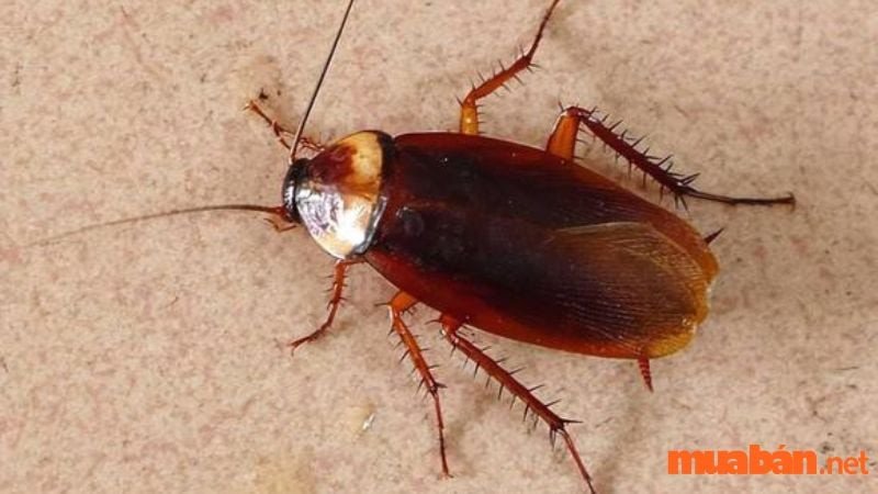 Gián trên sàn nhà cho thấy sự kiên cường và khả năng thích nghi