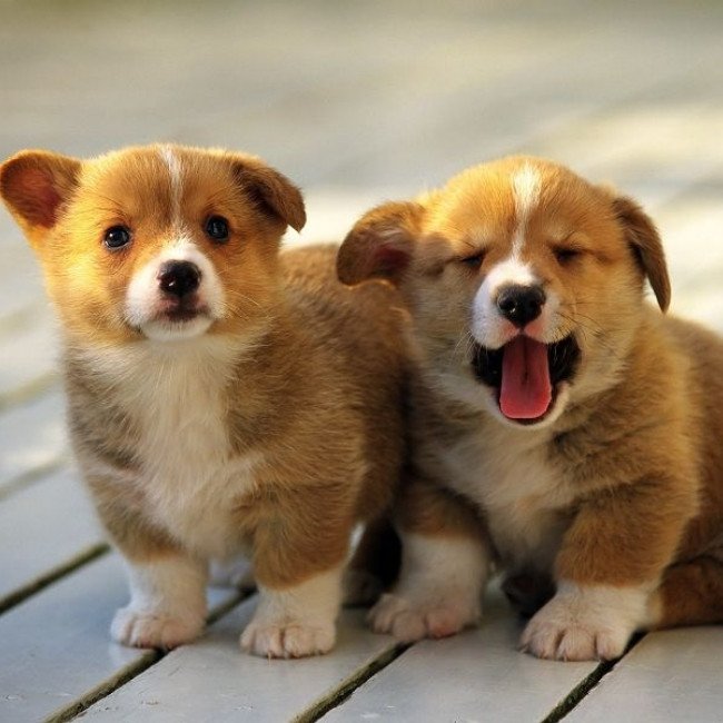 Hai chú chó con đang nô đùa, tượng trưng cho sự đồng hành