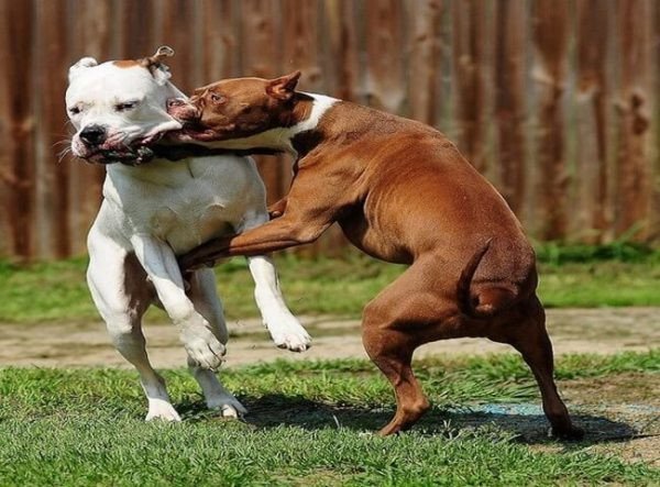 Hai chú chó đang cắn nhau quyết liệt, thể hiện điềm báo may mắn, hóa giải khó khăn trong giấc mộng.