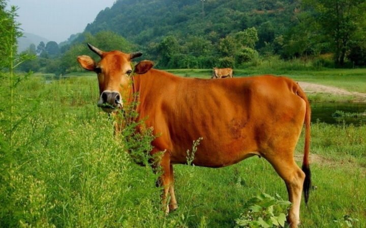 Hình ảnh bò mẹ và bê con khỏe mạnh