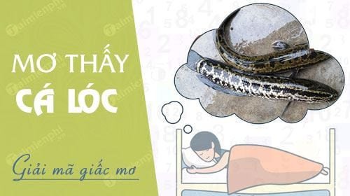 Hình ảnh cá chuối bơi trong nước, giải mã giấc mơ thấy cá chuối, ý nghĩa cá chuối trong tâm linh