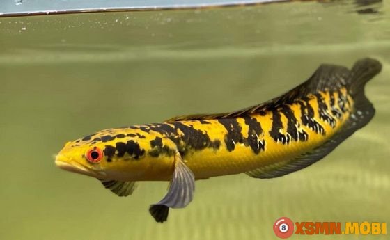 Hình ảnh cá lóc tươi sống trong giấc mơ và ý nghĩa sâu sắc về sự phát triển cá nhân