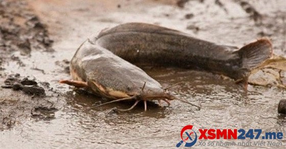 Hình ảnh cá trê đen bơi lội dưới nước tượng trưng cho giấc mơ cá trê