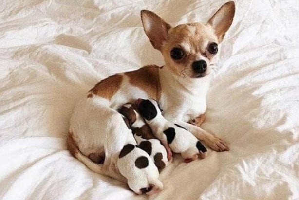 Hình ảnh chó mẹ và đàn chó con bé bỏng nằm yên bình trong nhà, thể hiện điềm báo về gia đình hoặc những thay đổi bất ngờ khi nằm mơ thấy chó đẻ.