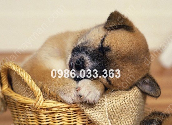 Hình ảnh chó và mèo trong giấc mơ báo hiệu điều gì