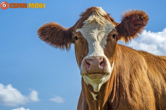 Hình ảnh chú bò đang gặm cỏ bình yên, biểu tượng cho sự an nhiên và điềm lành trong giấc mơ thấy bò.