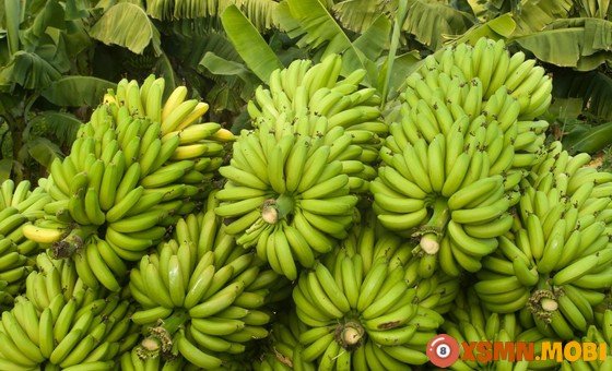 Hình ảnh chuối chín mọng, gợi mở ý nghĩa giấc mơ ăn chuối chín trong tâm linh.