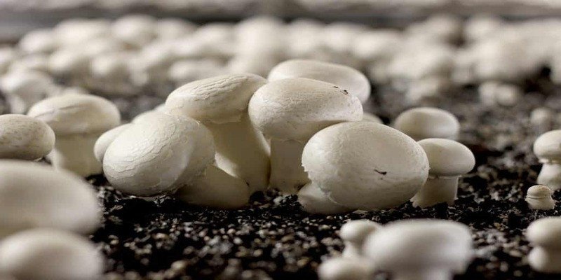 Hình ảnh đa dạng các loại nấm tự nhiên, liên kết với những con số may mắn khi chiêm bao thấy nấm và muốn tìm số đề