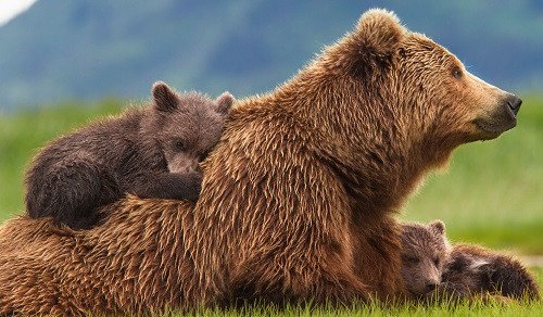 Hình ảnh gấu nâu mạnh mẽ, thể hiện những ý nghĩa sâu sắc khi mơ thấy gấu nâu
