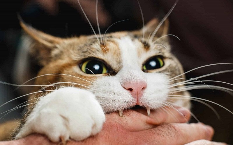 Hình ảnh mèo đang cắn hoặc tấn công