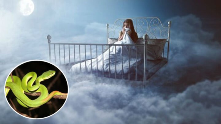 Hình ảnh minh họa các loại rắn khác nhau biểu thị sự đa dạng trong giải mã giấc mơ rắn, đặc biệt khi mơ thấy rắn là có bầu.