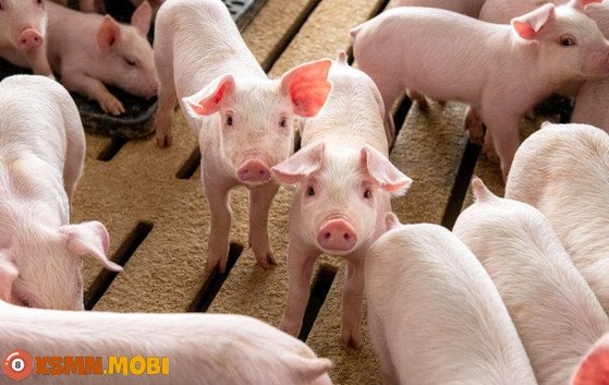 Hình ảnh một chú lợn hồng đang nằm, biểu tượng của sự no đủ và may mắn trong giấc mơ