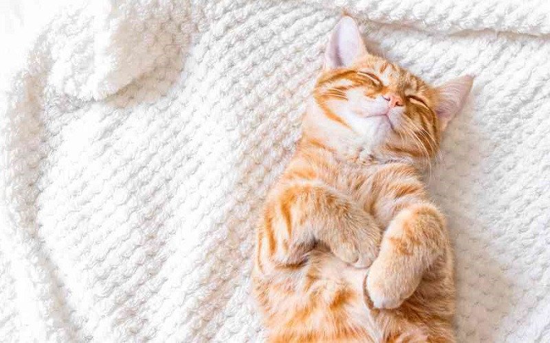 Hình ảnh một chú mèo vàng đáng yêu