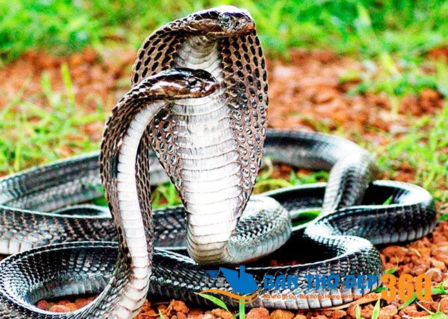 Hình ảnh một con rắn hổ mang bành màu vàng trên nền đá, nhìn trực diện với tư thế chuẩn bị tấn công