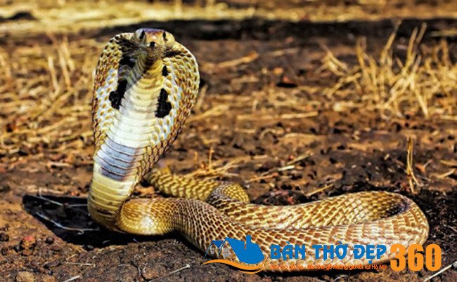 Hình ảnh một con rắn hổ mang đang bành mang rượt đuổi một người phụ nữ trong rừng, thể hiện điềm báo về nguy hiểm đang rình rập