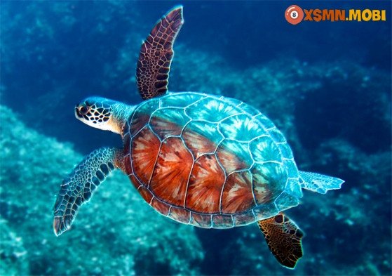 Hình ảnh một con rùa biểu tượng cho sự may mắn và trường thọ trong giấc mơ, giải mã ý nghĩa tâm linh