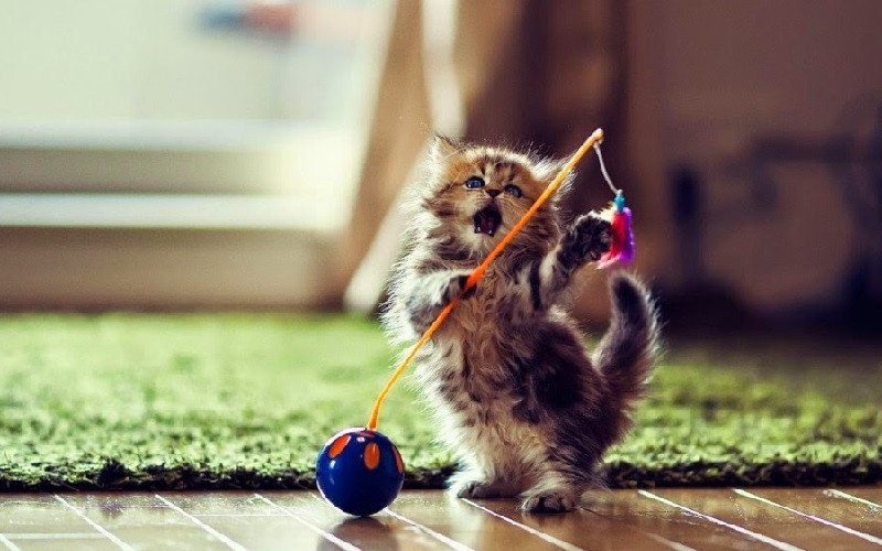 Hình ảnh một đàn mèo con đáng yêu