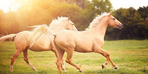 Hình ảnh một người đang cưỡi ngựa trên đồng cỏ rộng lớn