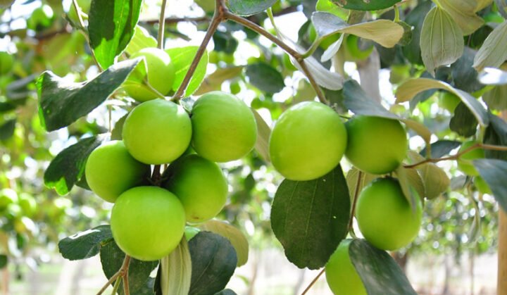 Hình ảnh người đang hái quả táo ta chín mọng trên cây