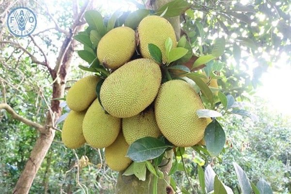 Hình ảnh những quả mít xanh trên cây, gợi nhắc về giấc mơ mít xanh