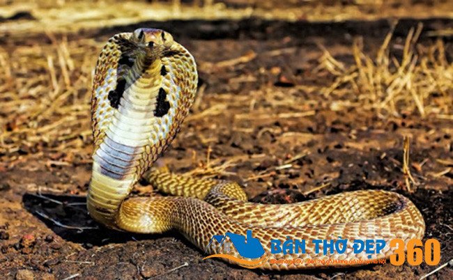 Hình ảnh rắn hổ mang chúa với ba đầu đang đứng thẳng và phình mang, tượng trưng cho một điềm báo giấc mơ không tốt lành