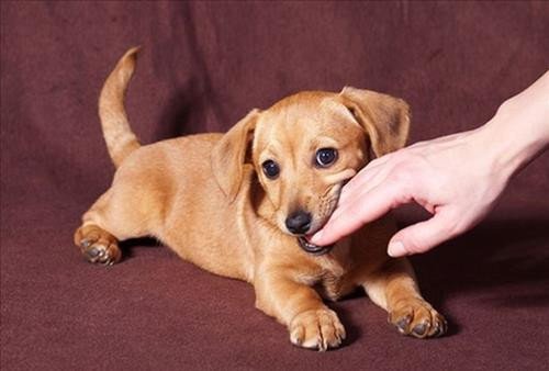 Khám phá con số may mắn khi mơ thấy giết chó con