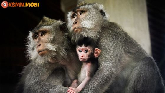 Khám phá ý nghĩa ẩn sâu của giấc mơ thấy khỉ và những thông điệp