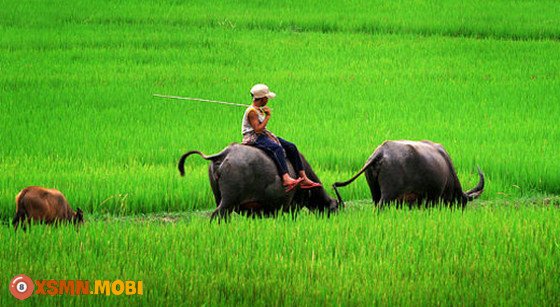 Khám phá ý nghĩa tâm linh khi mơ thấy trâu và các con số đề liên quan