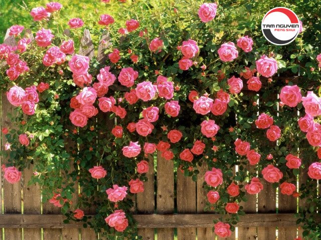 Luận giải giấc mơ thấy hoa hồng rực rỡ trên bàn thờ tổ tiên