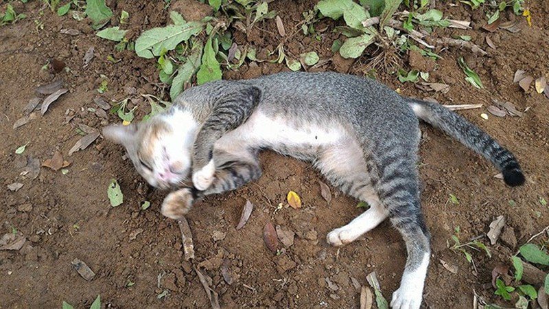 Mèo nằm bất động trong giấc mơ