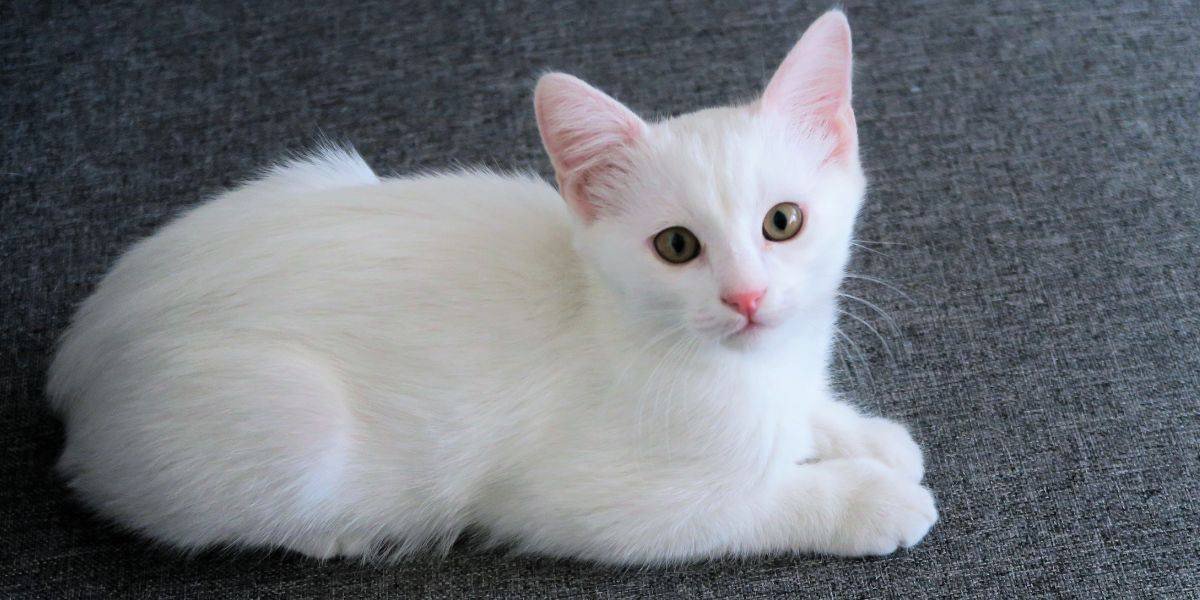Mèo trắng nhìn xa xăm