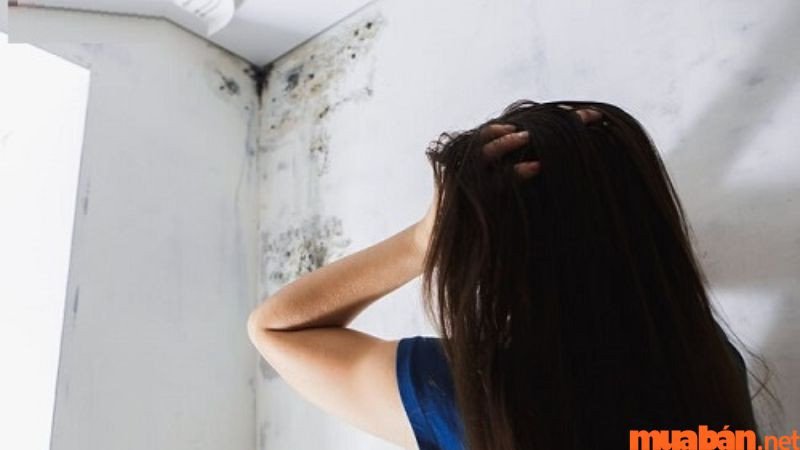 Mơ nhà người lạ bị dột
