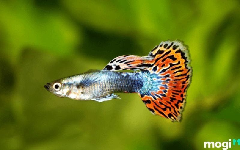Mơ thấy bắt cá bảy màu báo hiệu rằng sự giàu có và thịnh vượng sắp đến gõ cửa nhà bạn
