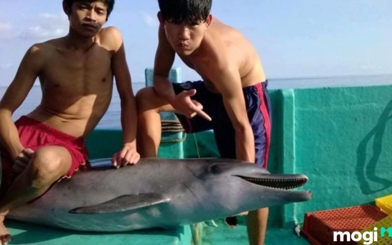 Mơ thấy bắt cá heo thường tượng trưng cho bạn bè, niềm vui, sự hòa thuận